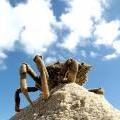 King Crayfish in a Castle (12)